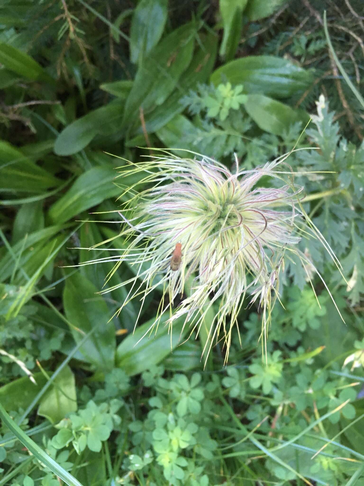 Imagem de Pulsatilla alpina (L.) Delarbre