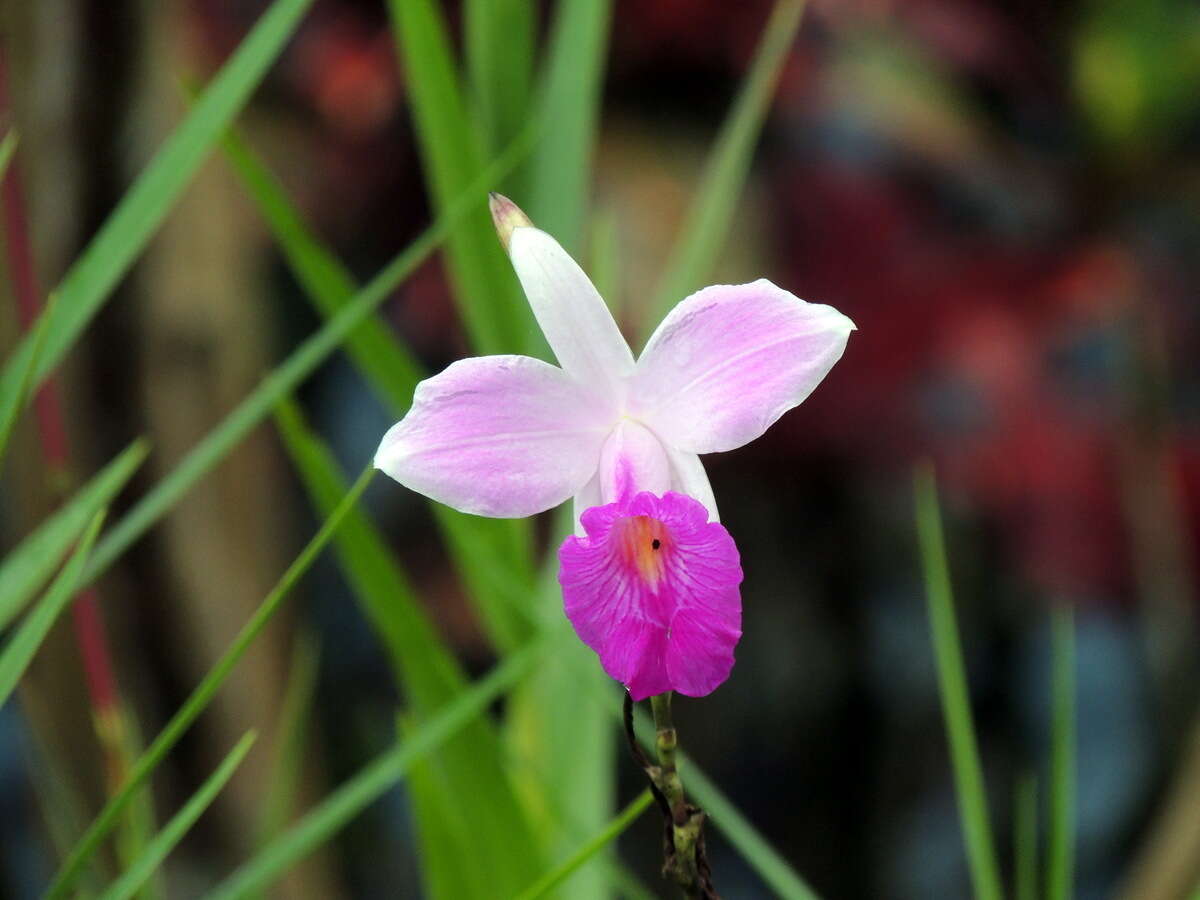 Image of Bamboo orchid