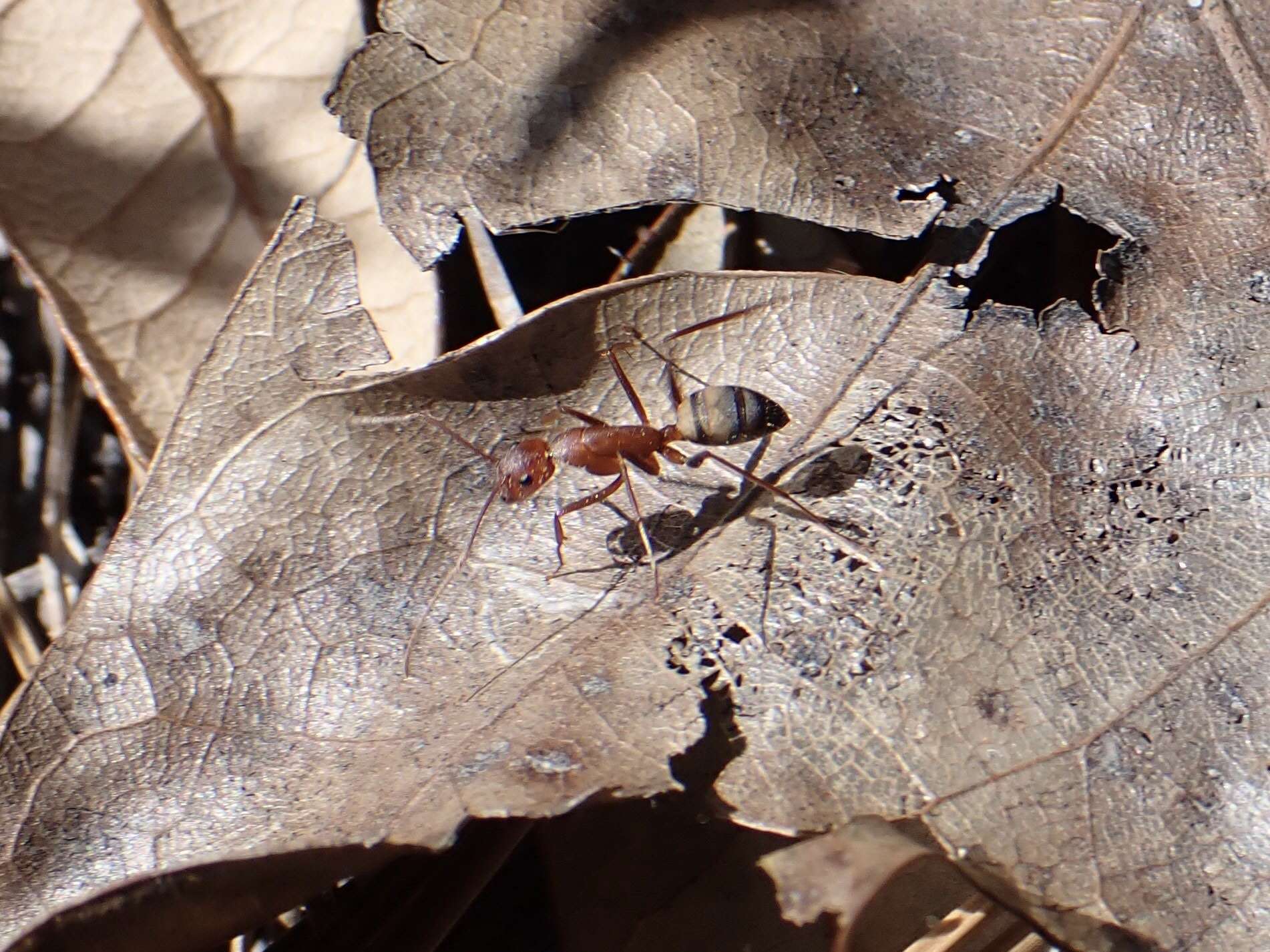 Image de Camponotus socius Roger 1863