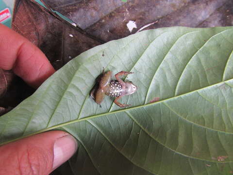 Imagem de Hyloxalus infraguttatus (Boulenger 1898)