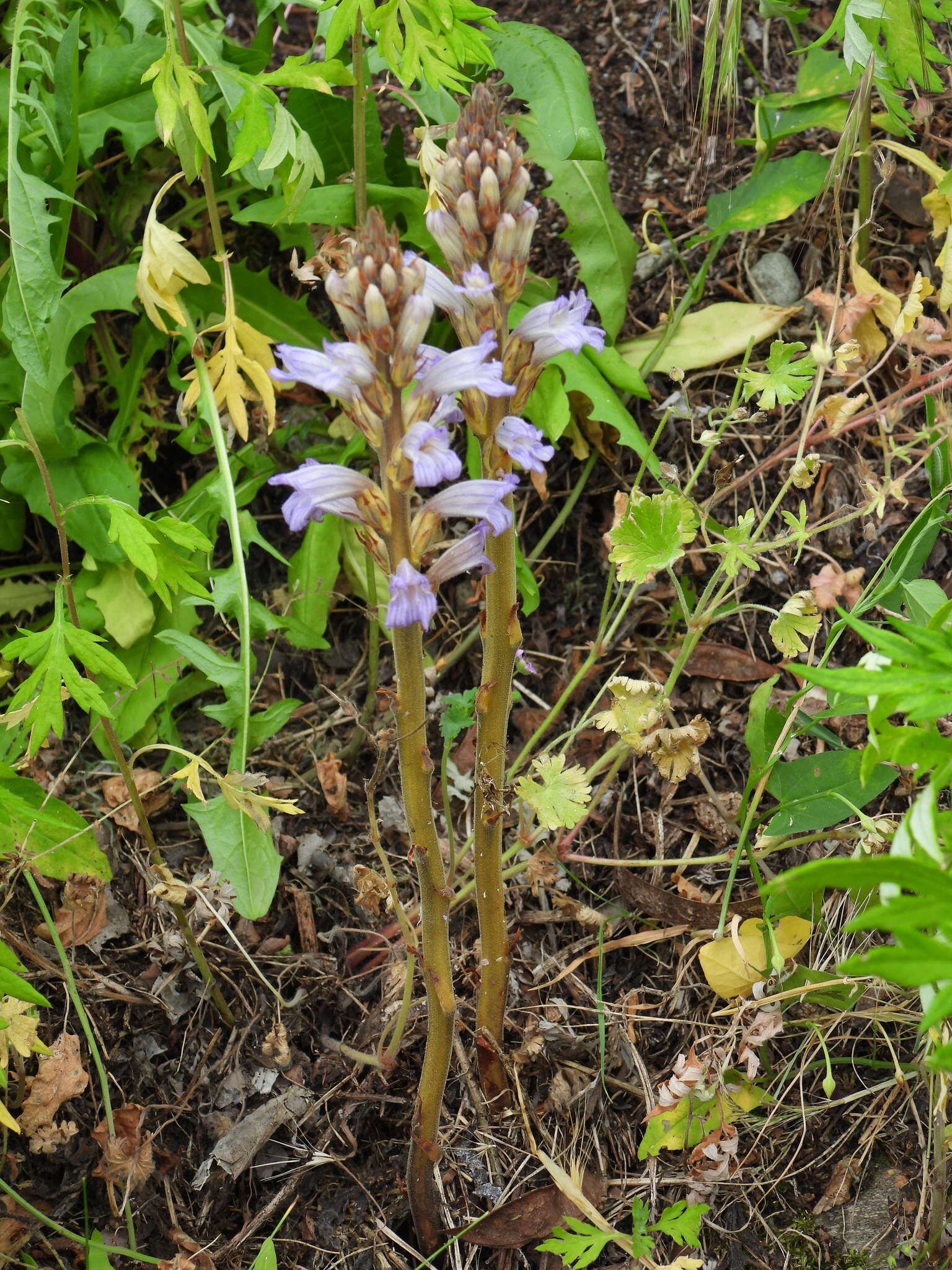 Слика од Phelipanche purpurea subsp. purpurea