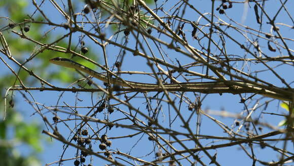 Sivun Dendrelaphis tristis (Daudin 1803) kuva