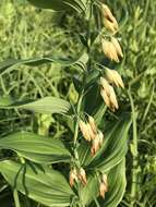 Image of smooth Solomon's seal