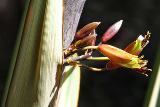 Image of Phormium cookianum Le Jol.