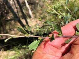 Image de Dodonaea triangularis Lindl.