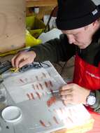 Image of Antarctic Krill