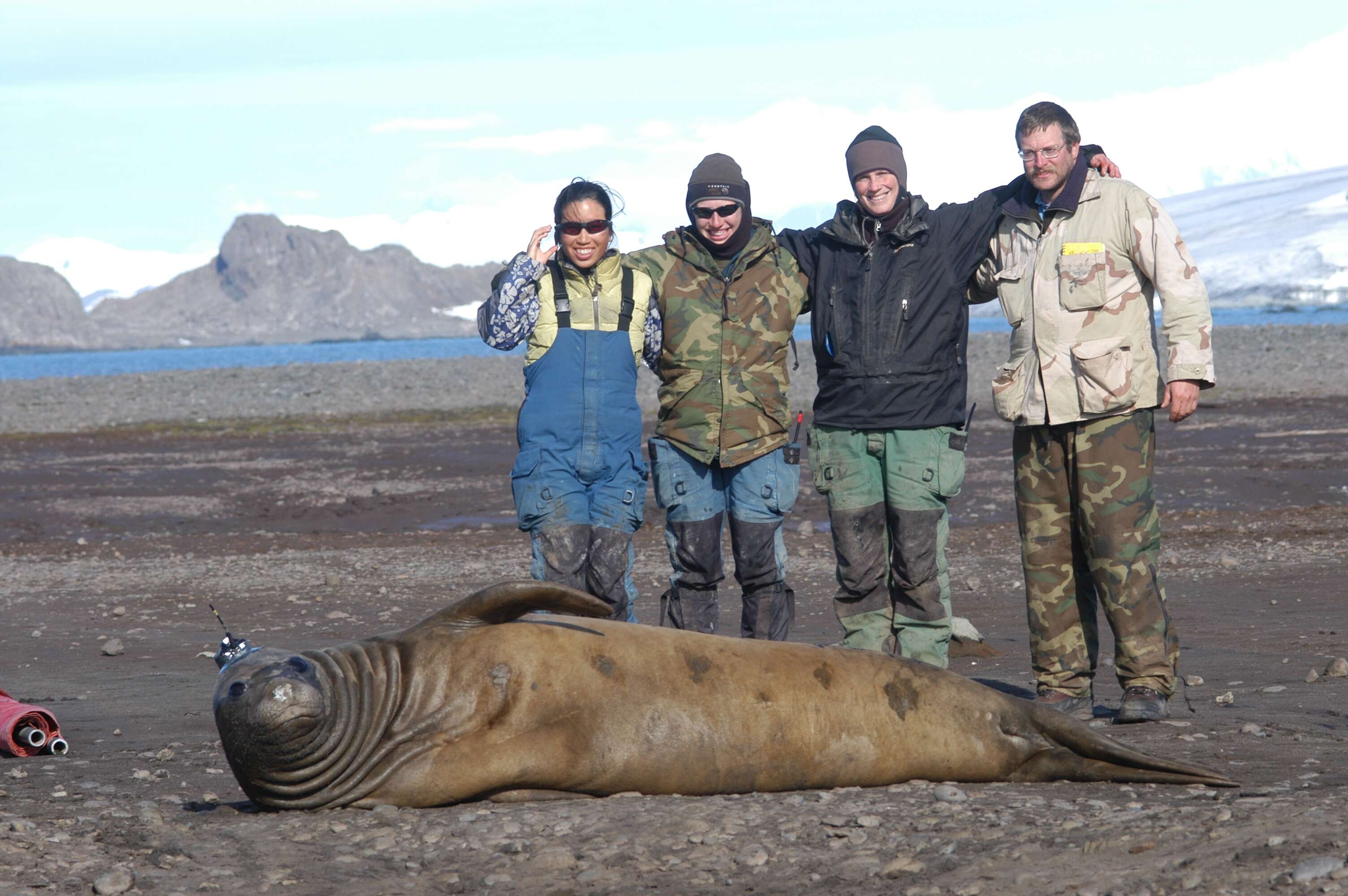 Image of South Atlantic Elephant-seal