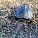 Image of Malayan snail-eating turtle