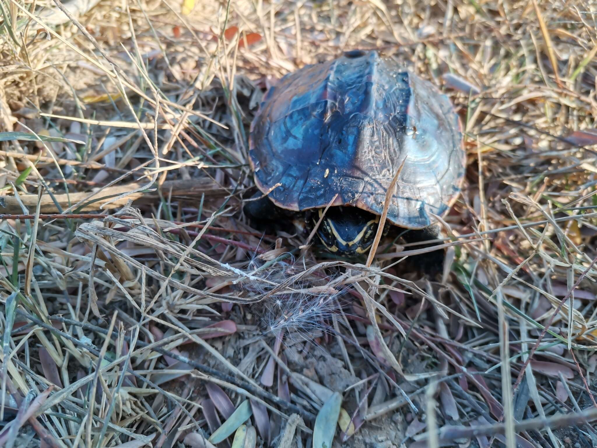 Image of Malayan snail-eating turtle