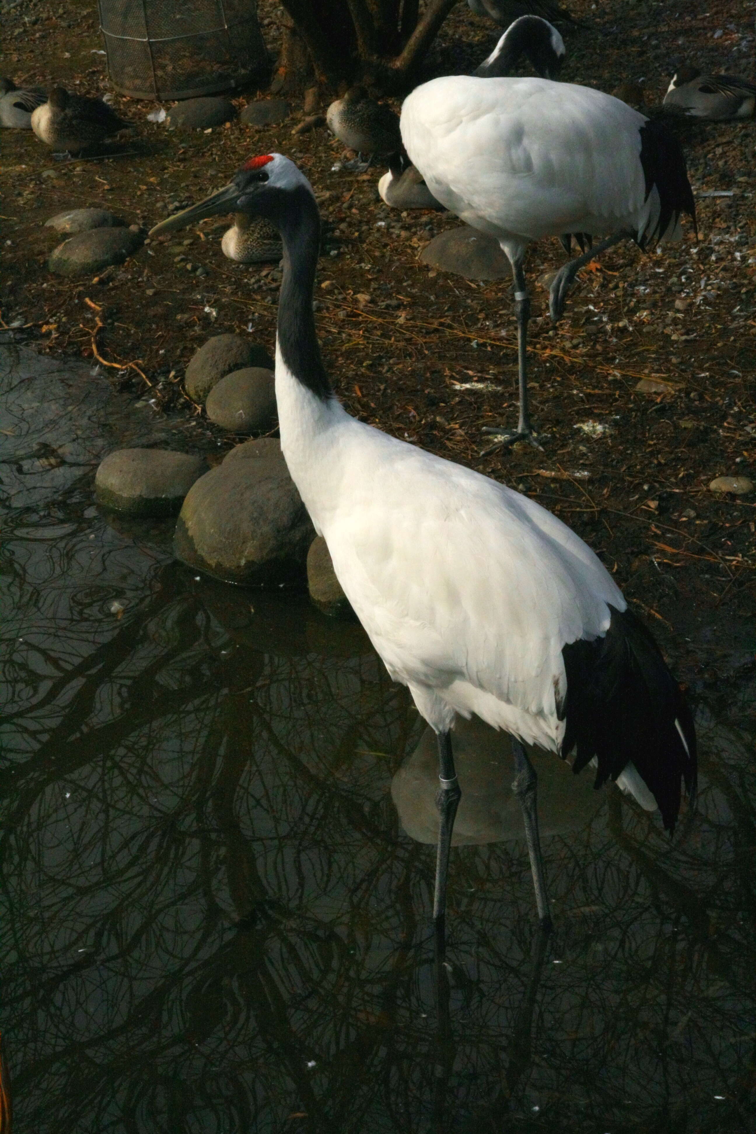 Image of Japanese Crane