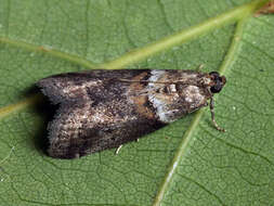 Acrobasis consociella Hübner resmi