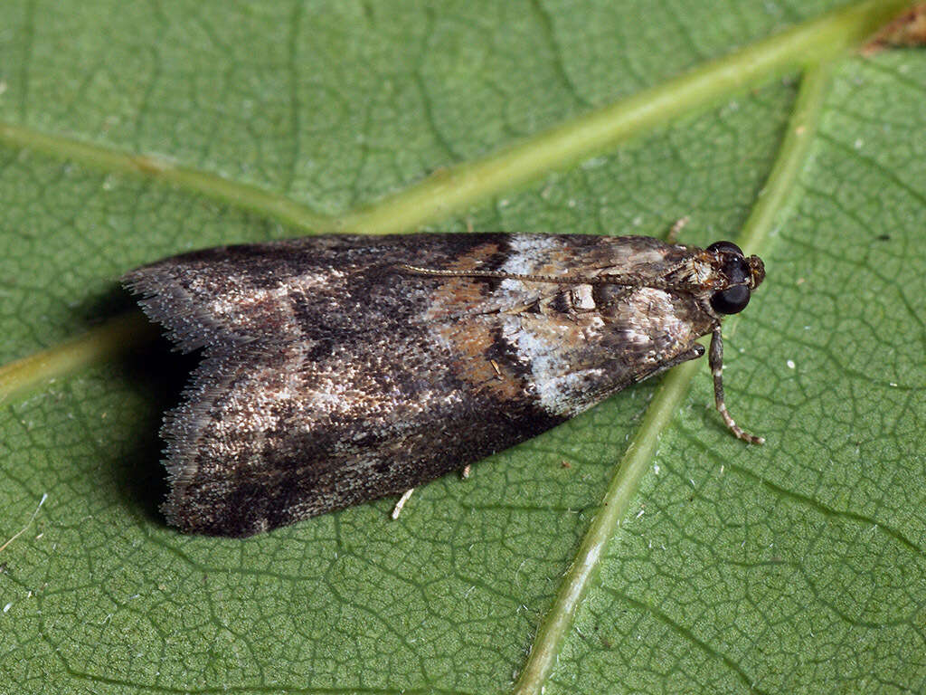 Acrobasis consociella Hübner resmi