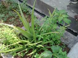 Image of Aloe vera