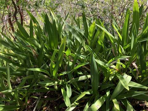 Image of Wydler's dancing-lady orchid