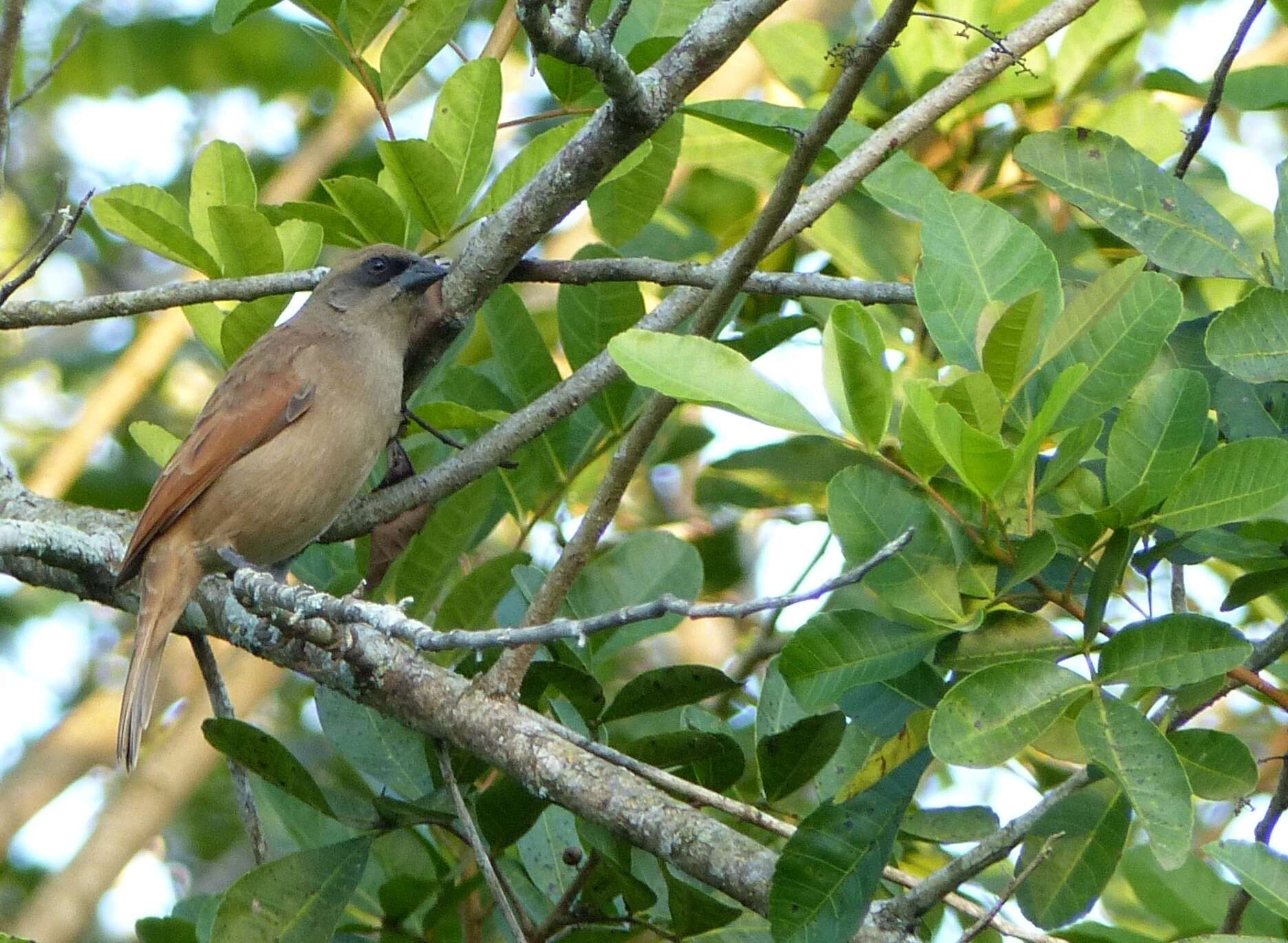 Image of Pale Baywing