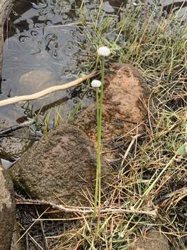 Eriocaulon aquaticum (Hill) Druce resmi