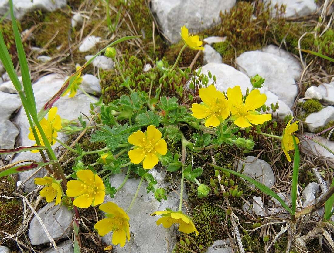 Image de Potentilla brauniana