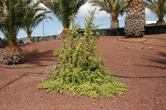 Image of portulacaria