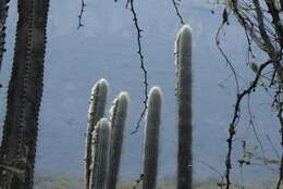 Image of Espostoa melanostele (Vaupel) Borg