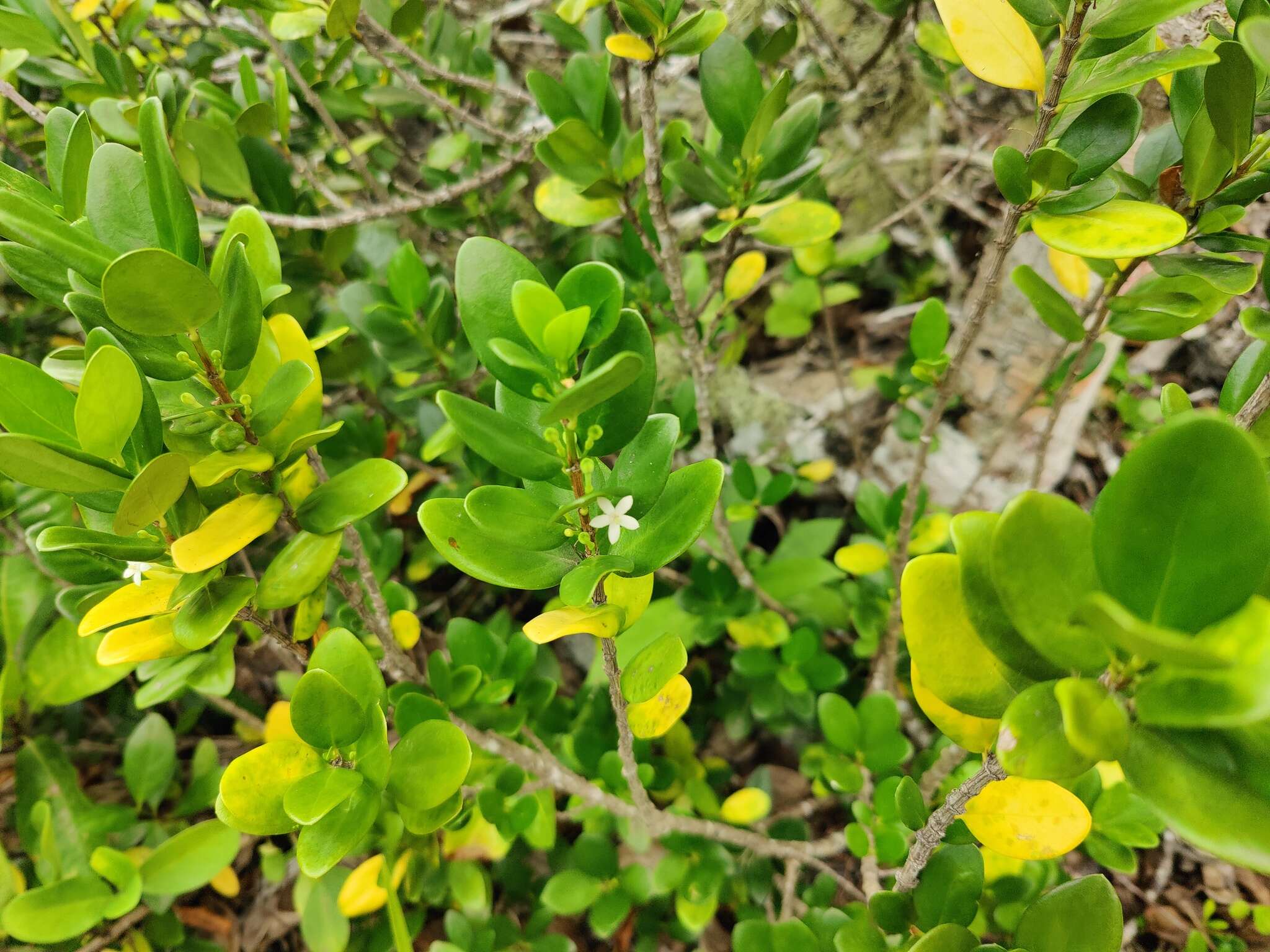 Image of Cyclophyllum sessilifolium (A. Gray) A. C. Sm. & S. P. Darwin