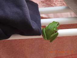 Image of Lemon-yellow tree frog