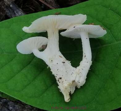 Image of Albomagister subaustralis (A. H. Sm. & Hesler) Sánchez-García, Birkebak & Matheny 2014