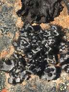 Image of Fringed Rock Tripe