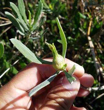 Image of Asphondylia borrichiae Rossi & Strong 1990