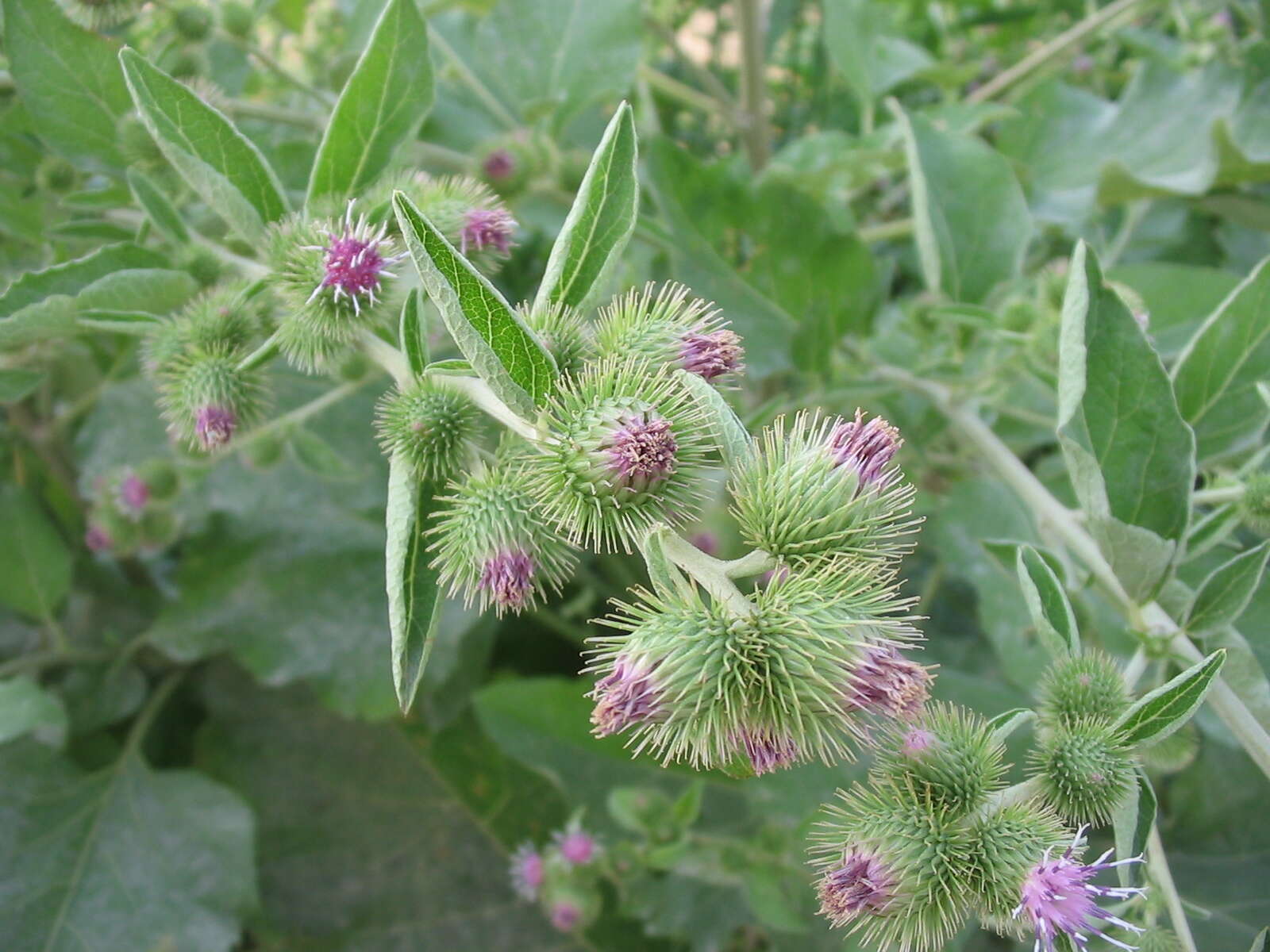 Image of common burdock