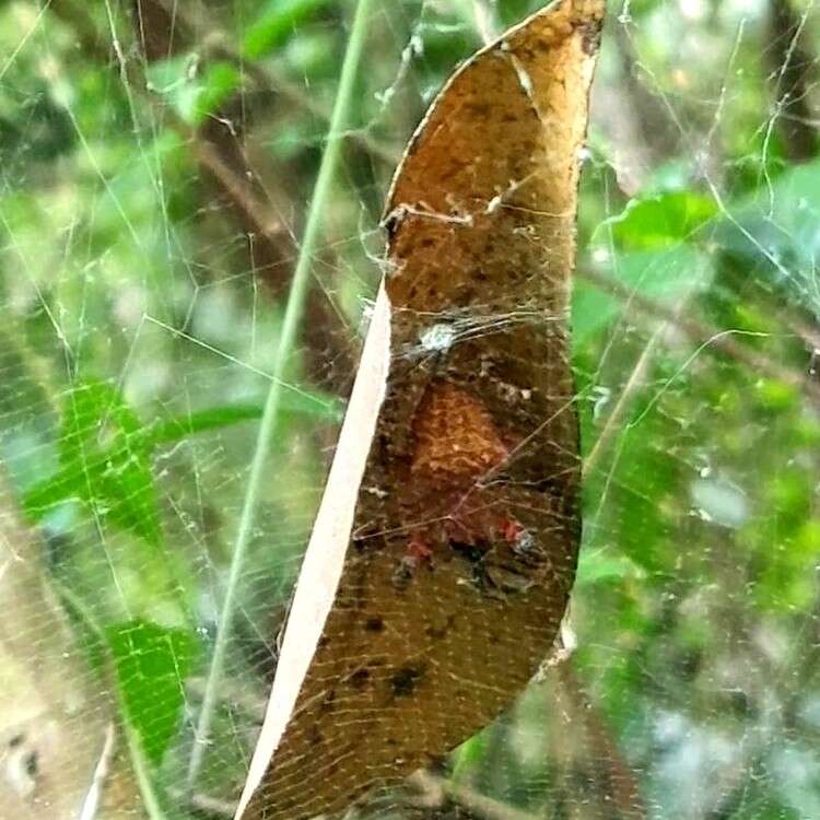 Imagem de Cyrtophora unicolor (Doleschall 1857)