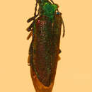 Image of Oxypeltidae