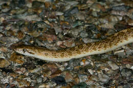 Image of Arizona elegans noctivaga Klauber 1946