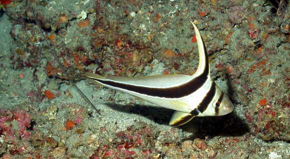 Image of Donkey Fish