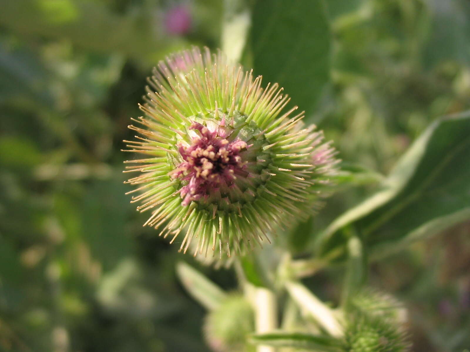 Image of common burdock