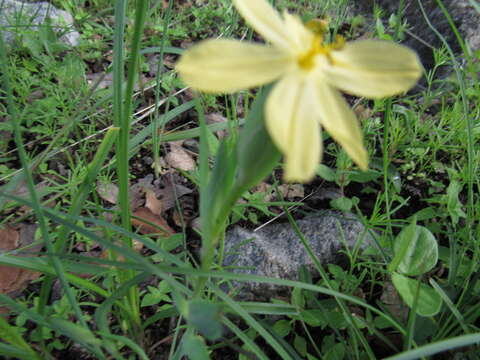 Image of Sisyrinchium tenuifolium Humb. & Bonpl. ex Willd.