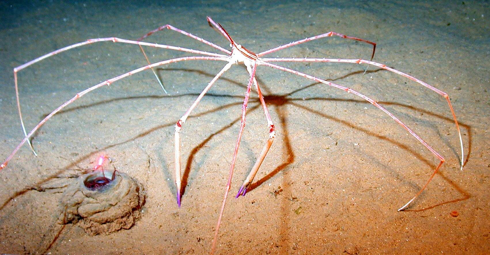 Image of Yellowline Arrow Crab