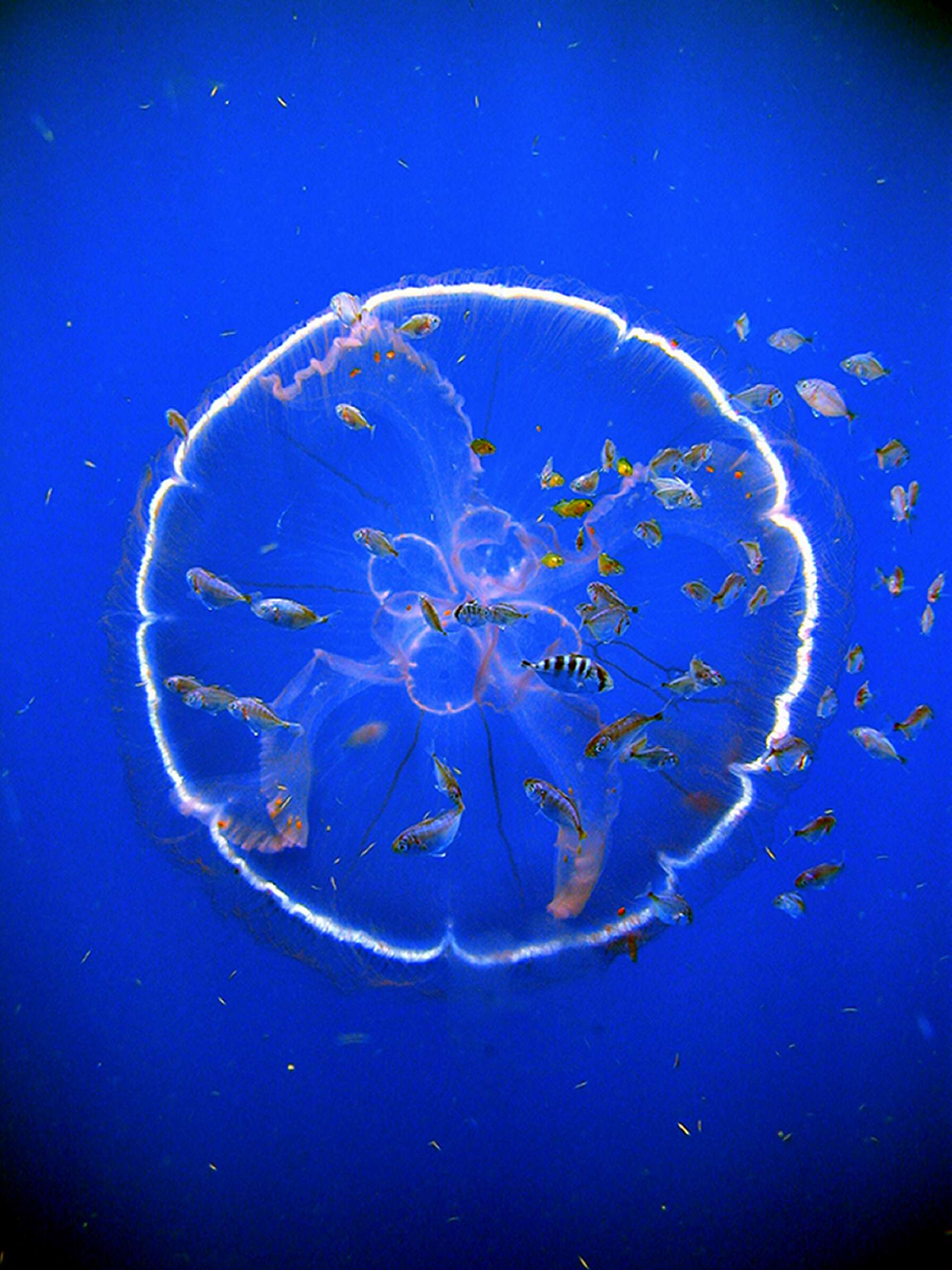 Image of Pacific moon jelly