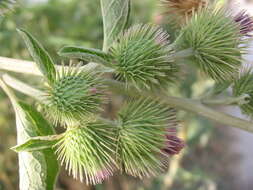 Image of common burdock