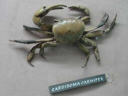 Image of brown land crab