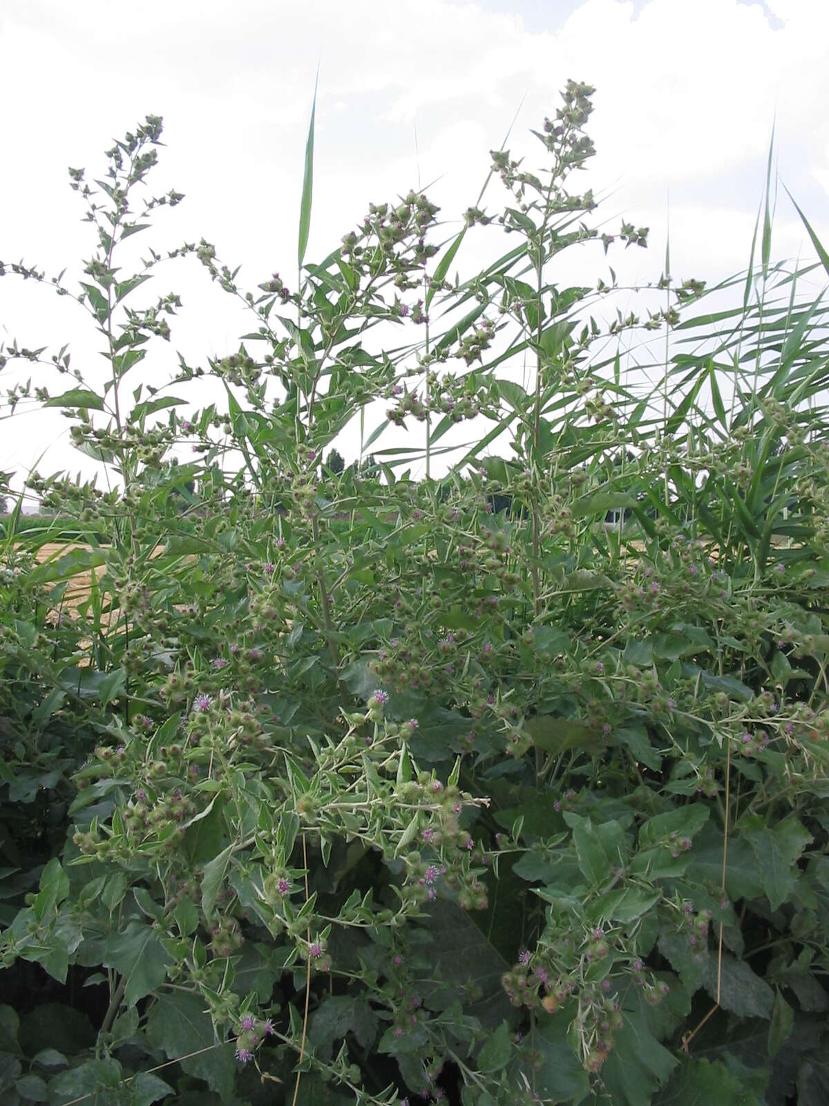 Image of common burdock