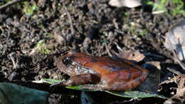 Image of Rosy Ground Frog