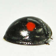 Image of Twice-stabbed Lady Beetle