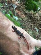 Image of Spectacled Salamander