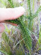 Image of Dune daisy