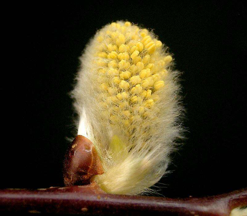 Image of goat willow