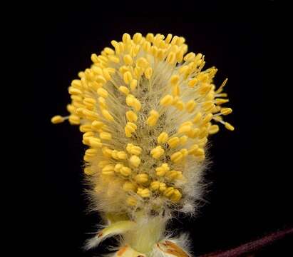 Image of goat willow