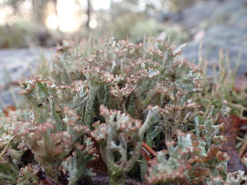 Image of cup lichen