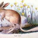 Image of lesser bilby