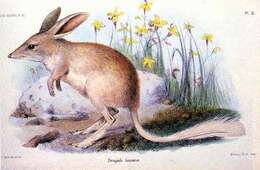 Image of lesser bilby