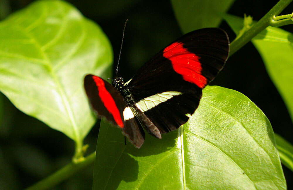 Image of Crimson Patched Longwing